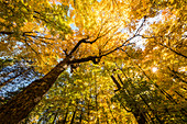 'Looking up at the colourful canopy of leaves in Algonquin Park; Ontario, Canada'