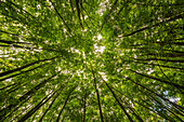 'Looking up into the green canopy of an Ontario forest; Strathroy, Ontario, Canada'