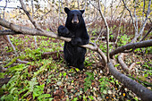 Adult Black bear in a forest among autumn foliage, Southcentral Alaska, USA
