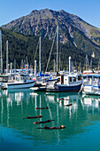 Several sea otters floating in the Seward small boat harbor, Southcentral Alaska, USA