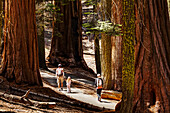 'A family walking among Giant sequoia trees, Sequoia National Park; California, United States of America'