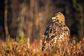 Golden eagle (Aquila chrysaetos), Sweden, Scandinavia, Europe