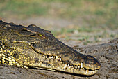 A Nile crocodile (Crocodylus niloticus) on a river bank, Chobe National Park, Botswana, Africa