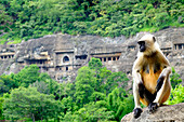 Grey langur monkey (Hanuman Langur) (Semnopithecus sp.) outside the Ajanta Caves, UNESCO World Heritage Site, Maharashtra, India, Asia