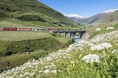 Typical red Swiss train on Hospental Viadukt surrounded by creek and blooming flowers, Andermatt, Canton of Uri, Switzerland, Europe