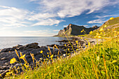 The sun shines on green meadows and flowers surrounded by sea at night, Vikten, Nord Trondelag, Lofoten, Norway, Scandinavia, Europe