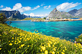 Yellow flowers in bloom beside the turquoise sea and the fishing village of Sakrisoy, Reine, Moskenesoya, Lofoten Islands, Norway, Scandinavia, Europe