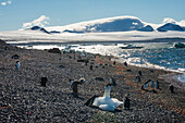 Adelie and gentoo penguins, Brown Bluff, Tabarin Peninsula, Antarctica, Polar Regions