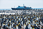 Giant king penguin (Aptenodytes patagonicus) colony and a cruise ship, Salisbury Plain, South Georgia, Antarctica, Polar Regions