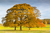 Autumnal trees in Chatsworth Park, Peak District National Park, Derbyshire, England, United Kingdom, Europe