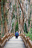 Arrayan trees in Parque Nacional Los Arrayanes, Villa La Angostura, Nahuel Huapi National Park, The Lake District, Argentina, South America