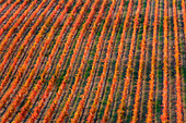 Europe, Italy, Umbria, Perugia district, Vineyards of Montefalco