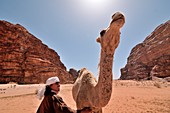 A beduin caress a dromedary in the desert of Wadi Rum, Jordan