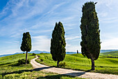 Road with cypresses, Orcia Valley, Siena district, Tuscany, Italy