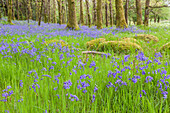 Bluebells flowers in the woods, Ireland, Europe