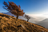 Beech trees with Lake Como on the background, Alto Lario, Como, Lombardy, Italy, Europe