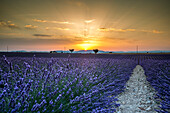 Lavender raws with trees at sunset, Plateau de Valensole, Alpes, de, Haute, Provence, Provence, Alpes, Cote d'Azur, France, Europe