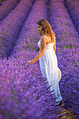Woman in a lavender field, Plateau de Valensole, Alpes, de, Haute, Provence, Provence, Alpes, Cote d'Azur, France, Europe