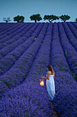 Woman with lantern in a lavender field, Plateau de Valensole, Alpes, de, Haute, Provence, Provence, Alpes, Cote d'Azur, France, Europe