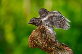 Common Cuckoo, Trentino Alto, Adige, Italy