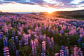 Husavik, Nordurland region, Northern Iceland, Field of lupins under the midnight sun