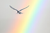 arctic tern flying in front of rainbow, Svalbard, Spitsbergen island