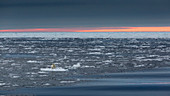 A polar bear under a sunset sky in the ice filed north off Spitsbergen Island stands on an ice floe, Svalbard, Norway