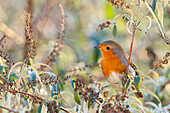 Sebino Natural Reserve, Lombardy, Italy, Robin