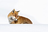 Gran Paradiso National Park, Piedmont, Italy, Red fox