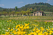 Spring in Franciacorta, province of Brescia, Italy