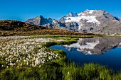 Switzerland, lake reflection from Bernina pass, in the background Cambrena peak