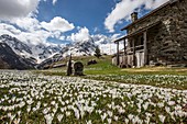 Blooming crocus in spring with Alpe dell'Oro hut, Alpe dell'Oro, Chiareggio, Valmalenco, Valtellina, Lombardy, Italy