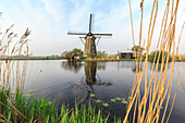 Green grass and reedbeds frame the windmills reflected in the canal Kinderdijk Rotterdam South Holland Netherlands Europe