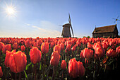 Red tulips in foreground and blue sky frame the windmill in spring Berkmeer Koggenland North Holland Netherlands Europe