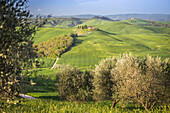 Asciano countryside, Crete senesi, Tuscany, Italy