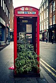 Primer plano de una cabina telefónica roja con un árbol de navidad dentro. Soho, Ciudad de Westminster, West End, London, UK. Europa.