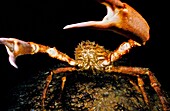 Great spider crab (Maja squinado). Eastern Atlantic. Galicia. Spain