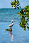 Florida, Upper Florida Keys, Key Largo, Florida Bay, Florida Keys Center, centre, Laura Quinn Wild Bird Sanctuary, refuge, pelican