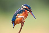 Spain, Common kingfisher (Alcedo atthis) perching on branch