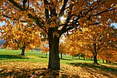 Cherry tree plantation in autumn, Prunus avium, Basel, Switzerland.