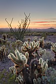 Sonoran desert sunset with Ocotillo (Fouquieria splendens) and Teddy Bear Cholla cactus (Cylindropuntia bigelovii), Kofa Mountains Wildlife Refuge Arizona.