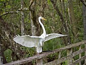 Corkscrew Swamp Florida White Egret Flying.