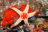 Red Mesh Starfish, Fromia monilis, Felidhu Atoll, Maldives.
