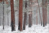 Ponderosa pine (Pinus ponderosa), Metolius Wild and Scenic River, Deschutes National Forest, Oregon.