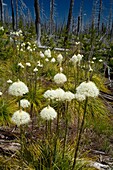 Beargrass in B&B fire zone along Pacific Crest Trail, Willamette National Forest, Oregon.