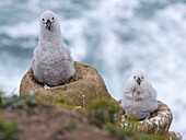 Black-browed Albatross ( Thalassarche melanophris ) or Mollymawk, chick on tower shaped nest. South America, Falkland Islands, January.