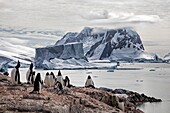 Gentoo penguin colony on a rocky outcropping on Petermann Island with a large iceberg and mountain backdrop along the Antarctic Peninsula.
