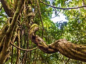 A twisted tree trunk ina vine-covered tropicl forest, Queensland, Australia.