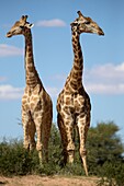 Giraffe (Giraffa giraffa giraffa) - Two males, Kgalagadi Transfrontier Park, Kalahari desert, South Africa/Botswana.