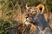 African lion (Panthera leo) -Female, in the bush, Kgalagadi Transfrontier Park, Kalahari desert, South Africa/Botswana.